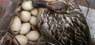 Combien de jours un canard sauvage fait-il éclore des œufs et dans quels nids il pond