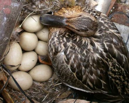 How many days does a wild duck hatch eggs and in which nests it lays