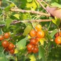 Description of varieties of golden currants, planting, growing and care