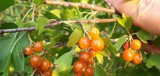 Beschrijving van rassen van gouden aalbessen, planten, groeien en verzorgen