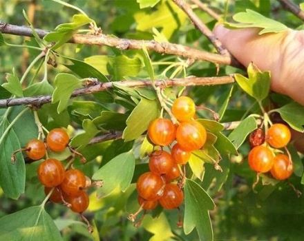 Description des variétés de groseilles dorées, plantation, culture et entretien