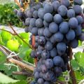 Description and characteristics of Agat Donskoy grapes, cultivation and care