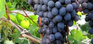 Description and characteristics of Agat Donskoy grapes, cultivation and care