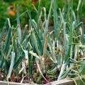 ¿Por qué las plumas de cebolla se volvieron blancas en el jardín y qué hacer?