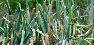 Pourquoi les plumes d'oignon sont-elles devenues blanches dans le jardin et que faire?