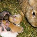 How many times a day does the rabbit feed newborn rabbits and features