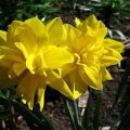 Description of subspecies of daffodil variety Chirfullnes, planting and care rules