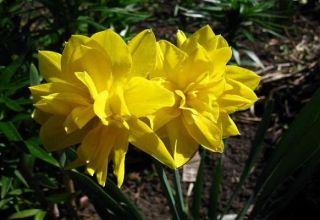 Descripción de la subespecie de narciso variedad Chirfullnes, reglas de plantación y cuidado.