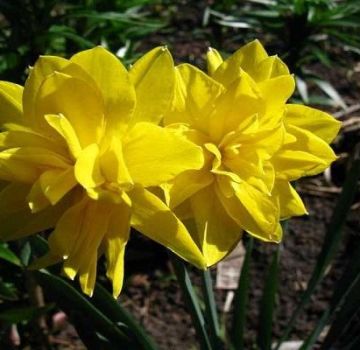 Description of the subspecies of the Chirfullnes daffodil variety, planting and care rules