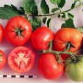 Caractéristiques et description de la variété de tomate Sanka, son rendement et sa culture