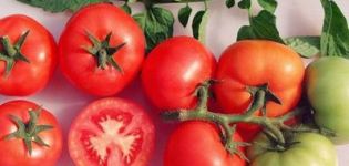 Characteristics and description of the Sanka tomato variety, its yield and cultivation