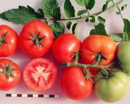 Características y descripción de la variedad de tomate Sanka, su rendimiento y cultivo.