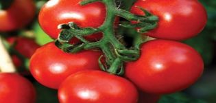 Características y descripción de la variedad de tomate Overture