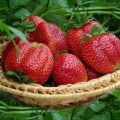 Penerangan dan ciri-ciri strawberi dari varietas, penanaman dan pembiakan Mashenka