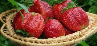 Descripción y características de las fresas de la variedad Mashenka, cultivo y reproducción.