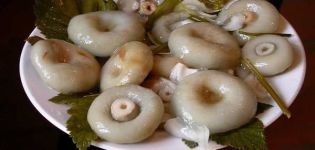 Recettes simples sur la façon de mariner les champignons au lait à la maison, chauds et froids