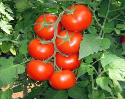 Description and characteristics of the tomato variety General