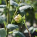 Why dahlias may not bloom and what are the reasons, what to do and the rules for caring for bushes