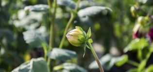 Pourquoi les dahlias peuvent ne pas fleurir et quelles en sont les raisons, que faire et les règles d'entretien des buissons