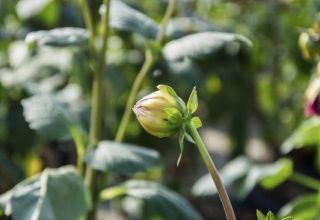 Waarom dahlia's niet bloeien en wat zijn de redenen, wat te doen en de regels voor het verzorgen van struiken