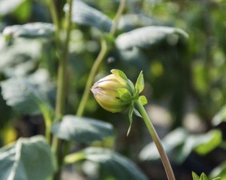 Pourquoi les dahlias peuvent ne pas fleurir et quelles en sont les raisons, que faire et les règles d'entretien des buissons