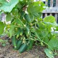 Cultivation, characteristics and description of varieties of bush cucumber for open ground