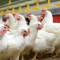 Description de la race de poulets de chair Cobb 500 et règles de croissance à la maison