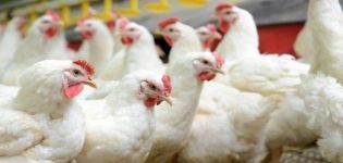 Description de la race de poulets de chair Cobb 500 et règles de croissance à la maison