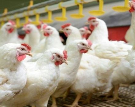 Description de la race de poulets de chair Cobb 500 et règles de croissance à la maison