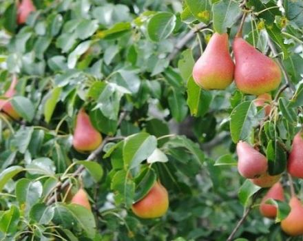 Description and characteristics of pear varieties Abbot Vettel, planting, growing and care