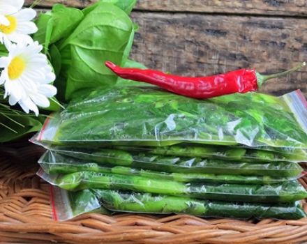 Harvesting spinach for the winter at home