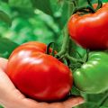 Characteristics and description of the tomato variety Titan