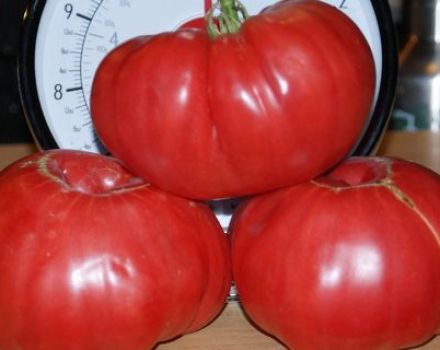 Kenmerken en beschrijving van de tomatenras Stopudovy Siberian-serie