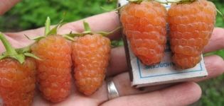 Description of varieties of yellow raspberries, cultivation, care and methods of reproduction