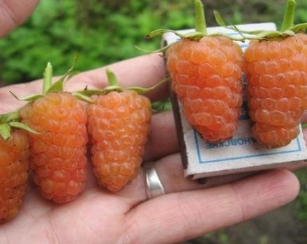 Description des variétés de framboises jaunes, culture, soins et méthodes de reproduction