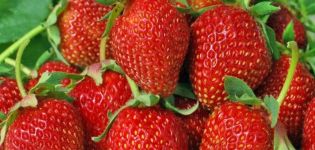 Descripción y características de las fresas de la variedad Albion, cultivo y cuidados.