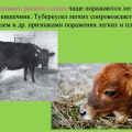 Symptoms and diagnosis of tuberculosis in cattle, treatment and vaccination