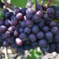 Description and characteristics of the grape variety Gift Unlit, planting and care of the vine