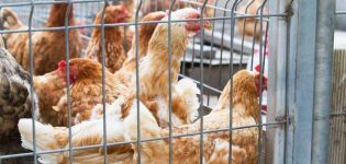 Comment faire des cages pour poules pondeuses avec vos propres mains, types et tailles