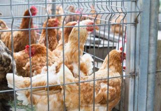 How to make cages for laying hens with your own hands, types and sizes