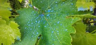 Processing time and rules for breeding Bordeaux mixture for grapes, waiting times for the result