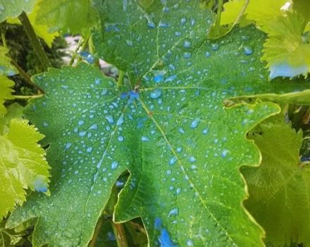 Temps de traitement et règles d'élevage de bouillie bordelaise pour raisins, délais d'attente pour le résultat