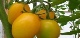 Caractéristiques et description de la variété de tomate Radunitsa, avis de jardiniers