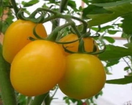 Caractéristiques et description de la variété de tomate Radunitsa, avis de jardiniers