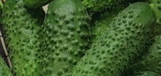 Description of the variety of cucumbers Khabar, its characteristics and cultivation