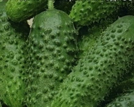 Description of the variety of cucumbers Khabar, its characteristics and cultivation