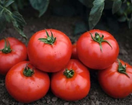 Characteristics and description of the tomato variety Tonopa F1