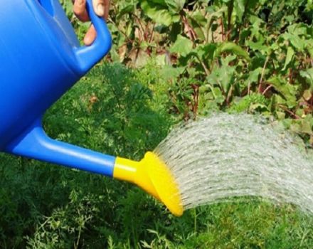 Cuándo y cómo regar las remolachas con agua salada para mantenerlas dulces