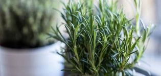 How to grow and care for rosemary at home from seed