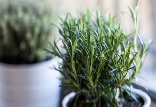 How to grow and care for rosemary at home from seed